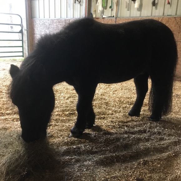 Meet your Posher, Cynthia - Picture 1 of 1